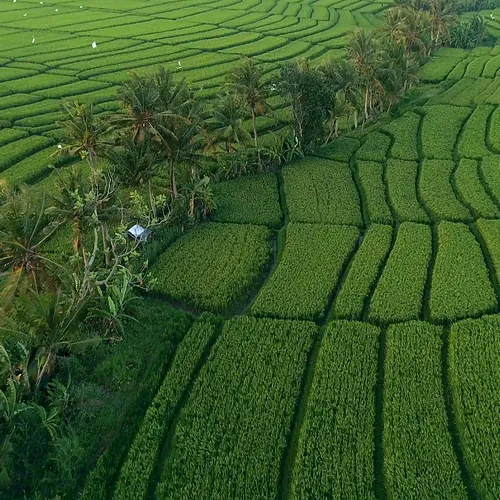 Bright green rice paddies in the lowlands