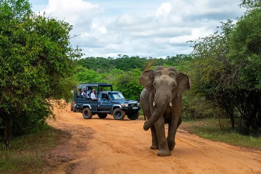 A wild elephant walking down a park track past two safari jeeps