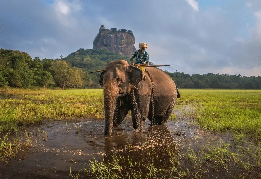 A mahout riding a working elephant through flooded grassland below Sigiriya